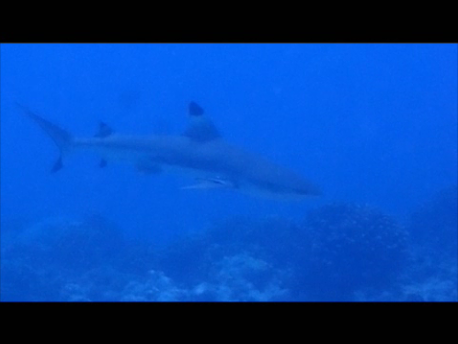 video_requin